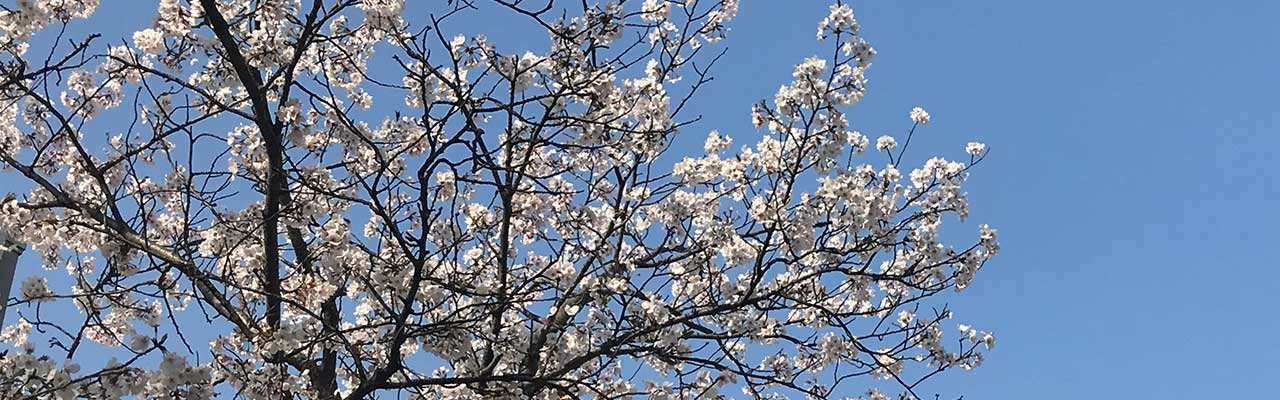 テイクファイブの本社前にある王子神社の桜
