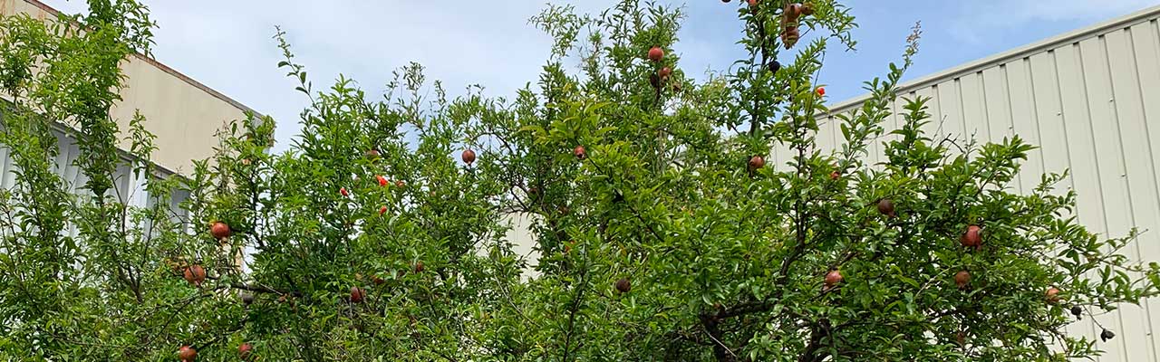 テイクファイブの本社前にある王子神社の桜